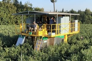 Oxbo berry harvesting