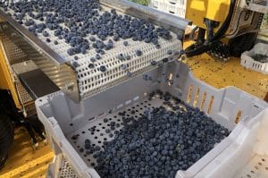 Oxbo berry harvesting
