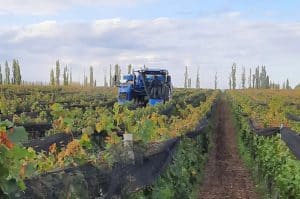 New Halland Braud harvester at Catena Zapata winery in Argentina