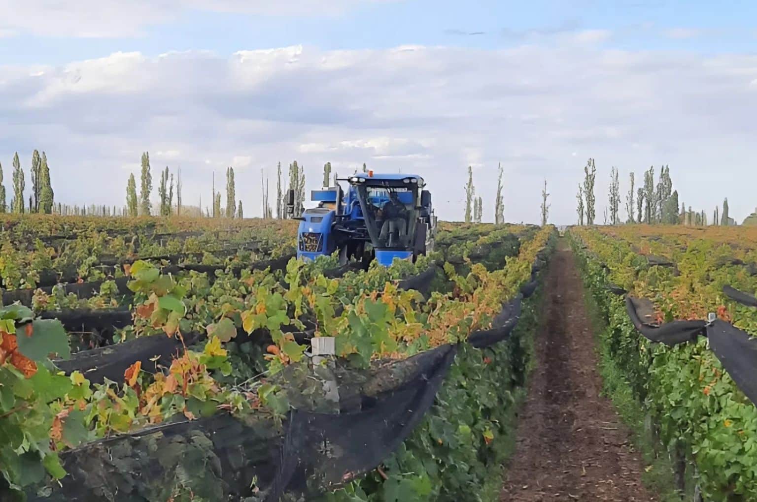 New Halland Braud harvester at Catena Zapata winery in Argentina