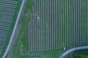 Autonomous weed-control with Prospr