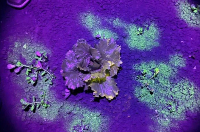 The ARA sprayer can apply fertilizers, biostimulants, and insecticides with high accuracy, treating only the targeted area with a 6x6 cm spray footprint and reducing overall inputs by up to 95%.