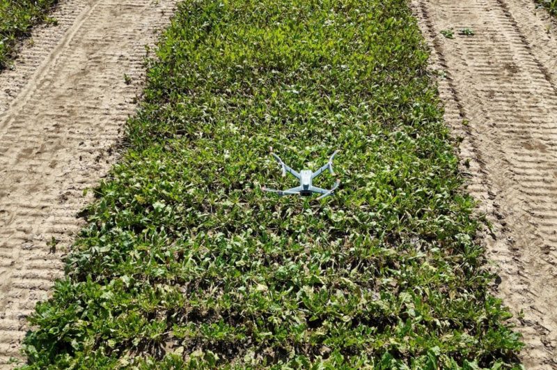 Automated data acquisition: A standard camera drone captures high-resolution imagery of crop rows. Pheno-Inspect’s AI processes this data to digitize field scouting, eliminating the need for specialized sensor hardware while delivering precise agronomic insights.