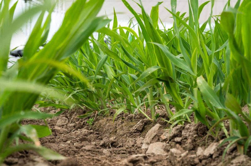 Soil Health at Agritechnica 2025