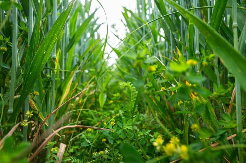 Regenerative Agriculture at Agritechnica 2025
