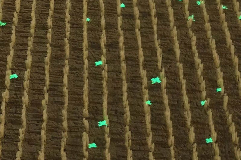 Weed-IT chlorophyll detection